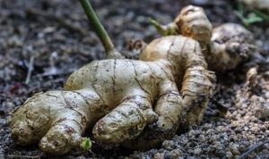 Do you Have to Peel Ginger Before Juicing?
