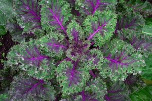 Top Kale Type for Juicing