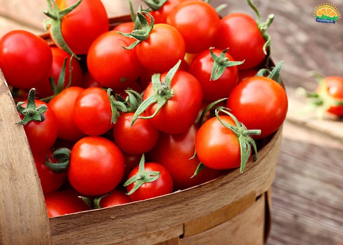 Best Tomatoes for Juice