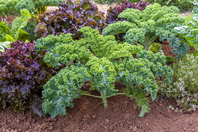 Best Kale for Juicing